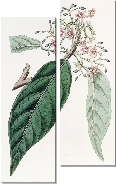 Картина Ланцетная стеркулия (1815-1819)