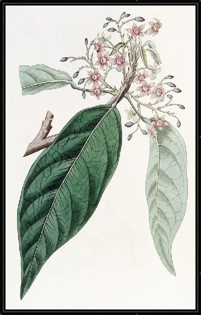 Картина Ланцетная стеркулия (1815-1819)