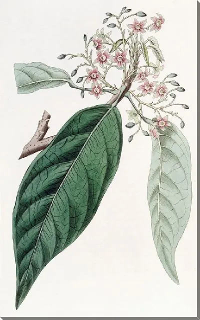 Картина Ланцетная стеркулия (1815-1819)