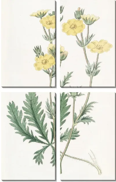 Картина Лапчатка зубчатолистная (1815-1819)