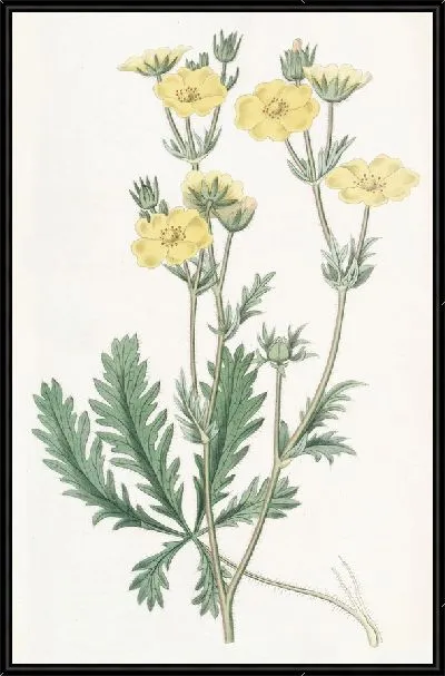 Картина Лапчатка зубчатолистная (1815-1819)