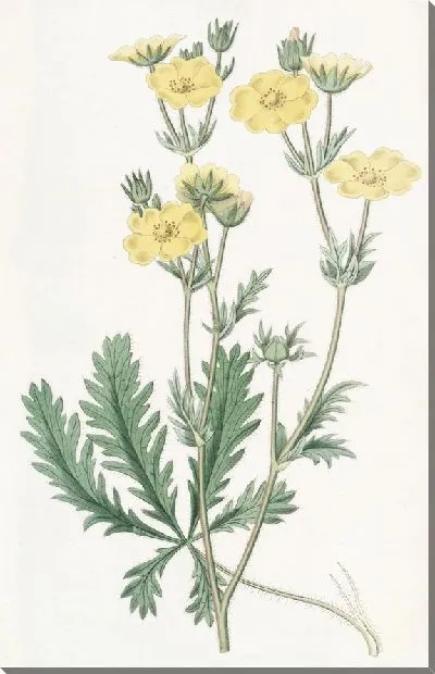 Картина Лапчатка зубчатолистная (1815-1819)