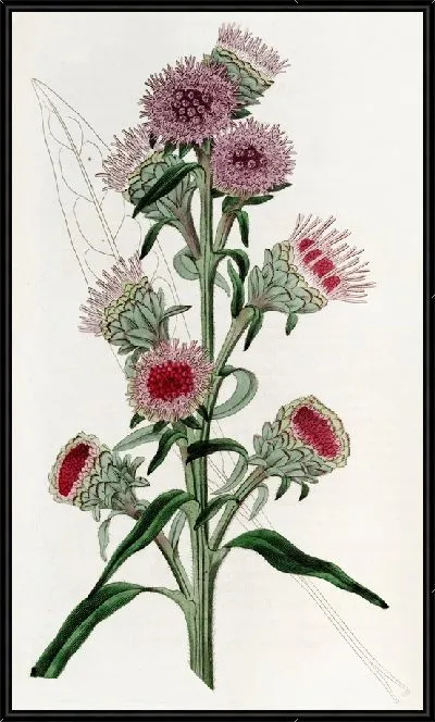 Картина Лиатрис крупноцветковый (1815-1819)