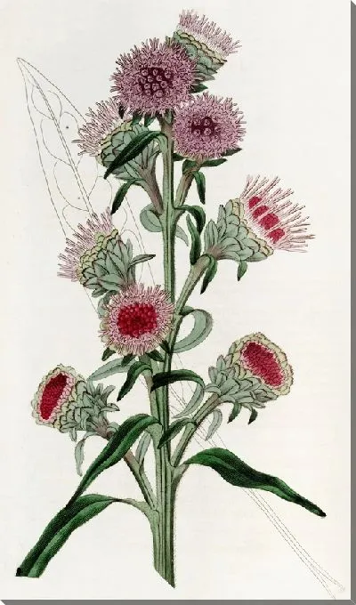 Картина Лиатрис крупноцветковый (1815-1819)