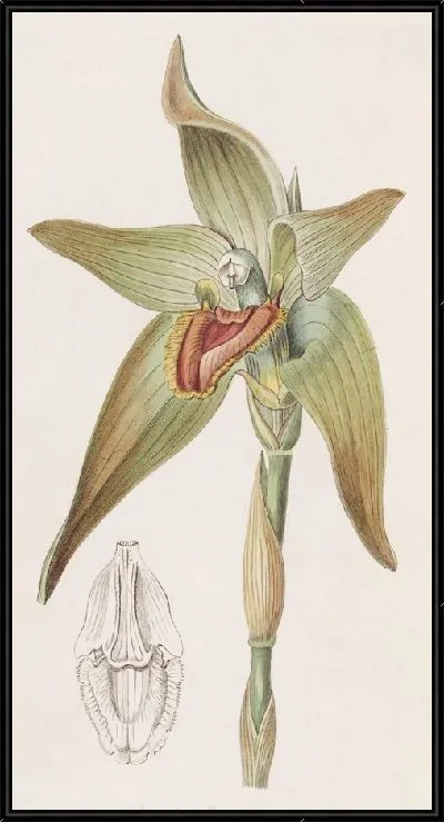 Картина Ликаста крупноцветковая (1815-1819)