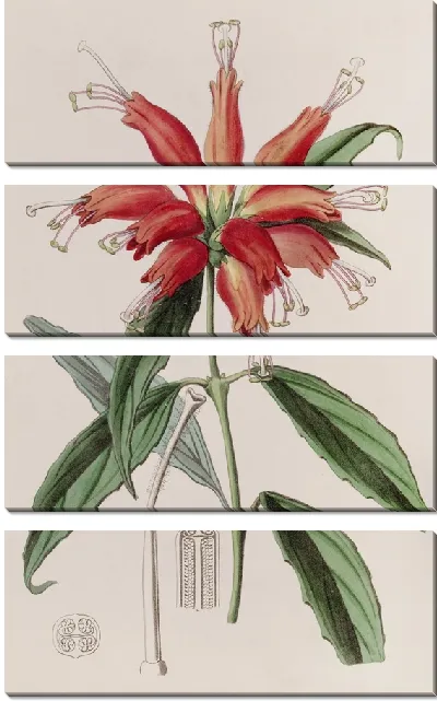 Картина Мясник крупноцветковый (1815-1819)
