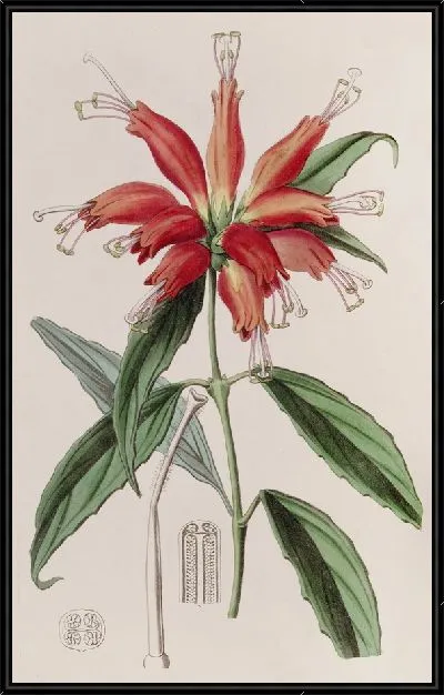 Картина Мясник крупноцветковый (1815-1819)