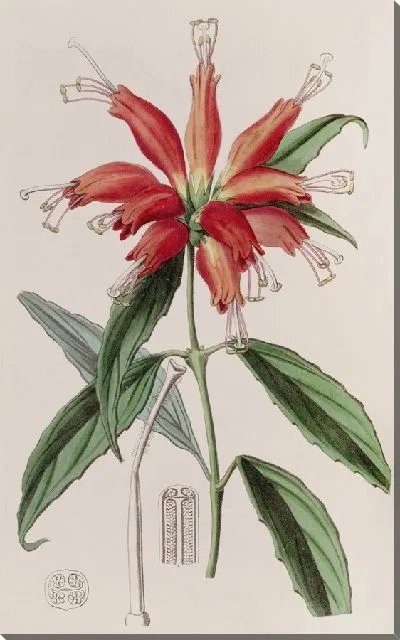 Картина Мясник крупноцветковый (1815-1819)