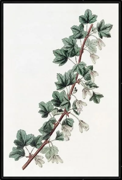 Картина Опьяняющая красная смородина (1815-1819)