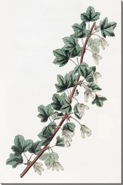 Картина Опьяняющая красная смородина (1815-1819)