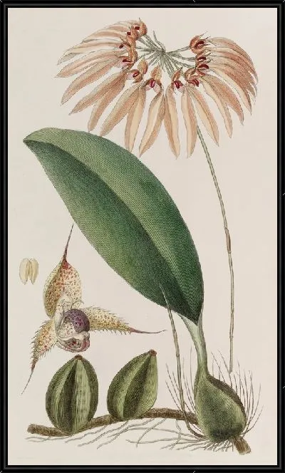 Картина Островной цирропеталум (1815-1819)