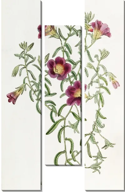 Картина Петуния промежуточная (1815-1819)