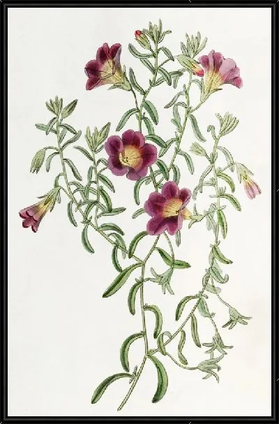 Картина Петуния промежуточная (1815-1819)