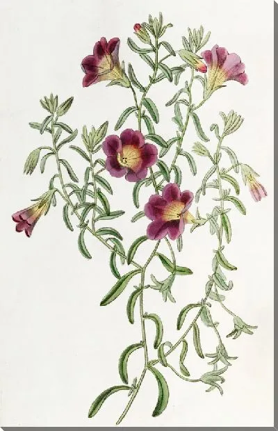 Картина Петуния промежуточная (1815-1819)