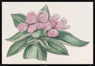 Картина Радужная традесканция (1815-1819)