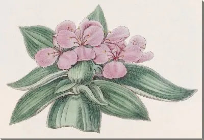 Картина Радужная традесканция (1815-1819)
