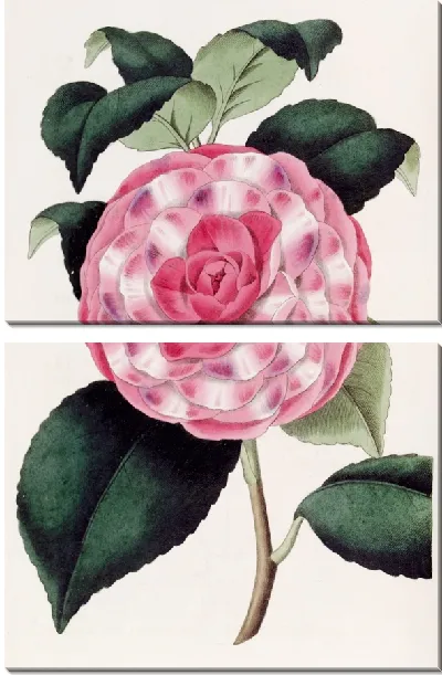 Картина Рельефная японская роза (1815-1819)