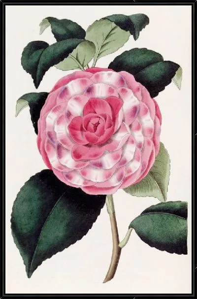 Картина Рельефная японская роза (1815-1819)