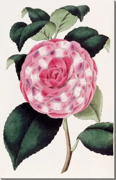 Картина Рельефная японская роза (1815-1819)