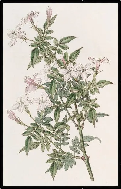 Картина Родственница Жасмин (1815-1819)