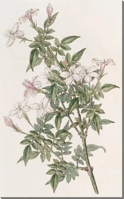 Картина Родственница Жасмин (1815-1819)