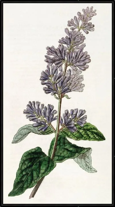 Картина Сирень леди Джозики (1815–1819)