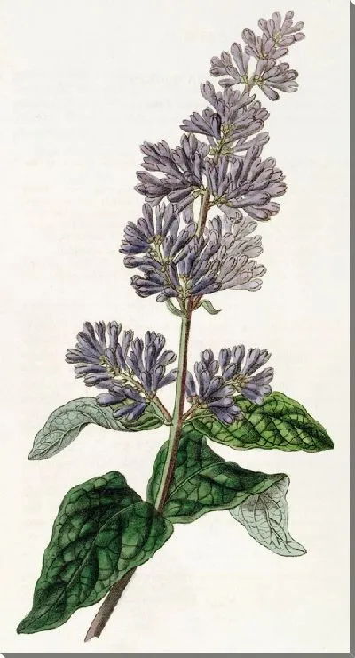 Картина Сирень леди Джозики (1815–1819)