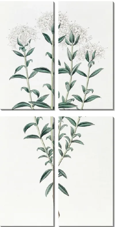 Картина Средняя Пимелея (1815-1819)