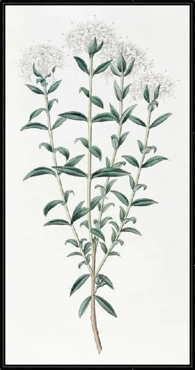 Картина Средняя Пимелея (1815-1819)