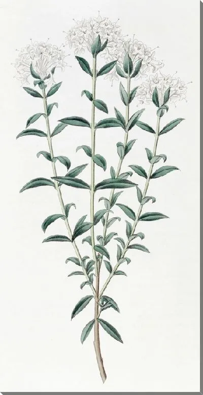 Картина Средняя Пимелея (1815-1819)