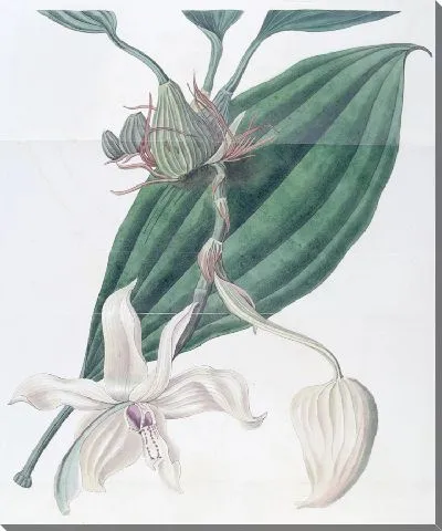 Картина Станхопеа с губами цвета слоновой кости (1815-1819)