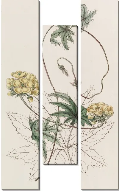 Картина Стигмафиллон с листьями ятрофы (1815-1819)