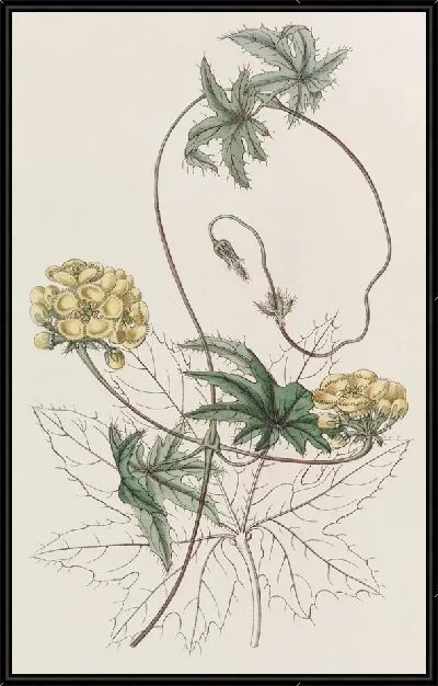 Картина Стигмафиллон с листьями ятрофы (1815-1819)