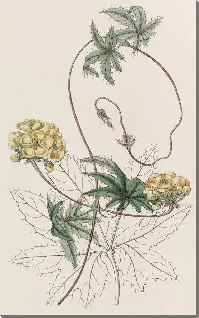 Картина Стигмафиллон с листьями ятрофы (1815-1819)