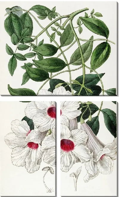 Картина Текома с жасминовыми листьями (1815-1819)