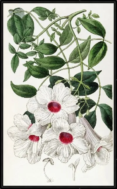 Картина Текома с жасминовыми листьями (1815-1819)