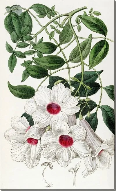 Картина Текома с жасминовыми листьями (1815-1819)