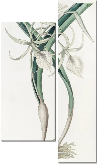 Картина Узловатый Брасавола (1815-1819)
