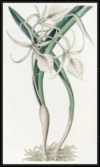 Картина Узловатый Брасавола (1815-1819)