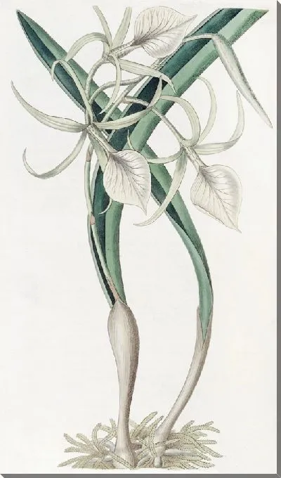 Картина Узловатый Брасавола (1815-1819)