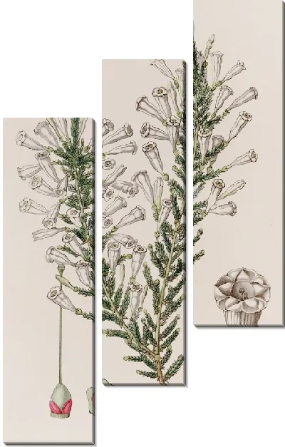 Картина Узорчатая Фабиана (1815-1819)