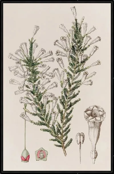 Картина Узорчатая Фабиана (1815-1819)