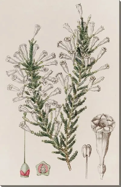 Картина Узорчатая Фабиана (1815-1819)