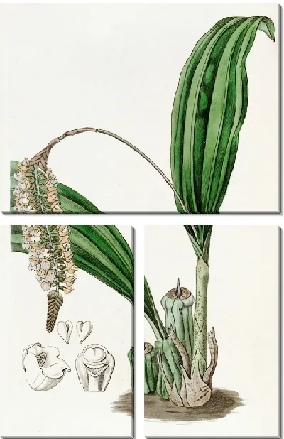 Картина Узорчатая Фолидота (1815-1819)