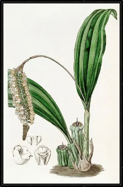 Картина Узорчатая Фолидота (1815-1819)