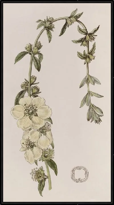 Картина Хеймия крупноцветковая (1815-1819)