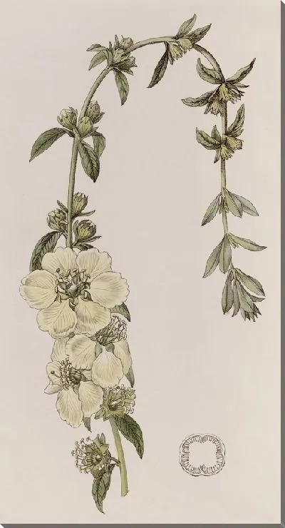 Картина Хеймия крупноцветковая (1815-1819)