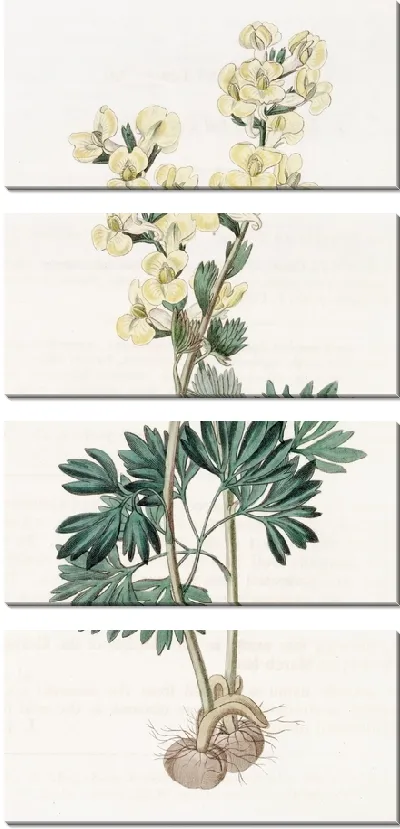 Картина Хохлатка крупноприцветниковая (1815-1819)