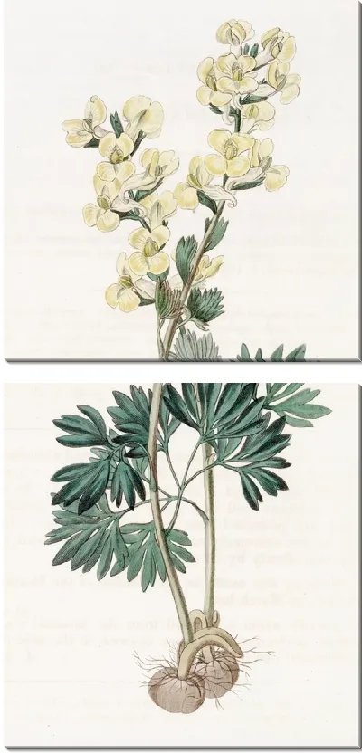 Картина Хохлатка крупноприцветниковая (1815-1819)