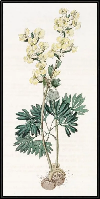 Картина Хохлатка крупноприцветниковая (1815-1819)